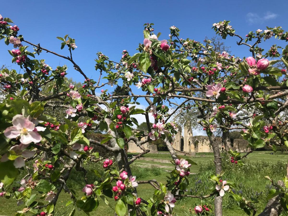 Magnolia Tree House Appartamento Glastonbury Esterno foto